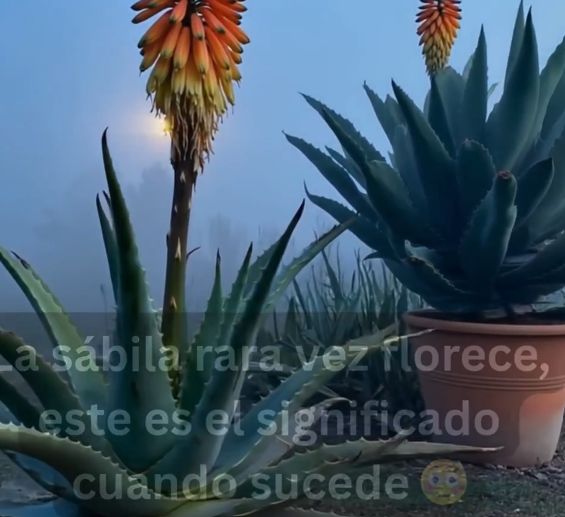 Beneficios de la Sábila