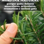 Alcohol de Romero: La Morfina Natural para el Bienestar