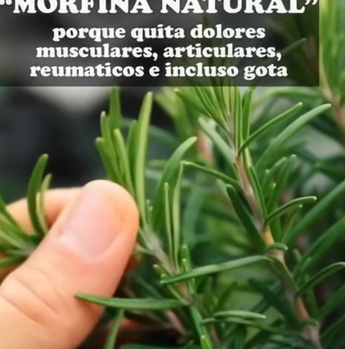 Alcohol de Romero Casero