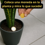 Entierra una Moneda en tu Maceta y Atrae Abundancia