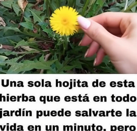 Beneficios del diente de león