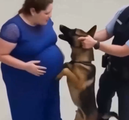 Perro ladrando a una mujer embarazada