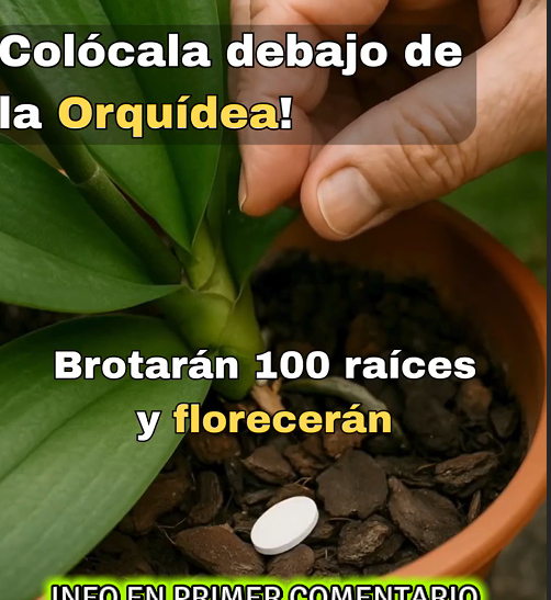 Consejos para cuidar orquídeas