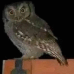 ¿Qué Significa la Presencia de Lechuzas en Tu Casa? Conoce Sus Misterios y Remedios Naturales