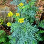 Ruda: El Tesoro Medicinal de la Naturaleza