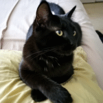 ¿Qué Significa Cuando Un Gato Negro Se Te Acerca?