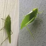 El significado de la visita de una mariposa negra en tu hogar