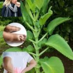 Kalanchoe – Si tienes esta planta, tienes un tesoro y ni siquiera lo sabías