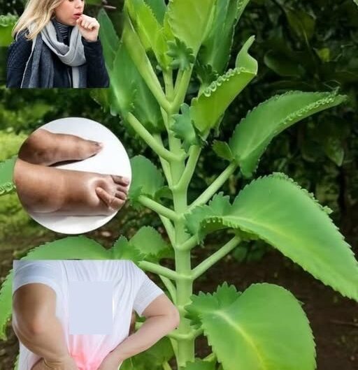 Kalanchoe – Si tienes esta planta, tienes un tesoro y ni siquiera lo sabías