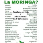 La moringa: el árbol de la vida y su receta tradicional para la salud