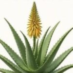 El Significado de que la Sábila (Aloe Vera) Florezca: Más que un Evento Botánico