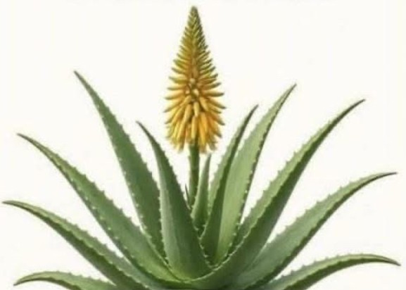 El Significado de que la Sábila (Aloe Vera) Florezca: Más que un Evento Botánico