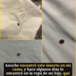 Garrapatas: pequeñas, peligrosas — y lo que debes saber para protegerte