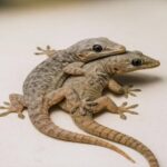 Quién es el “gecko” y por qué aparece en casas