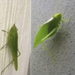 El mensaje oculto de la langosta verde: significados y creencias