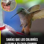 El fascinante mundo del colibrí: ciencia, simbolismo y curiosidades de esta pequeña ave