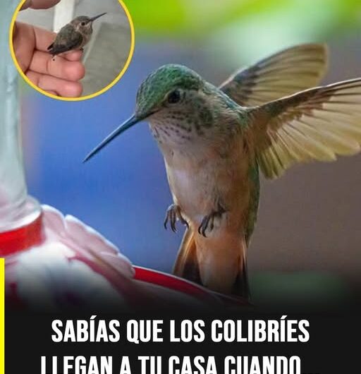 El fascinante mundo del colibrí: ciencia, simbolismo y curiosidades de esta pequeña ave