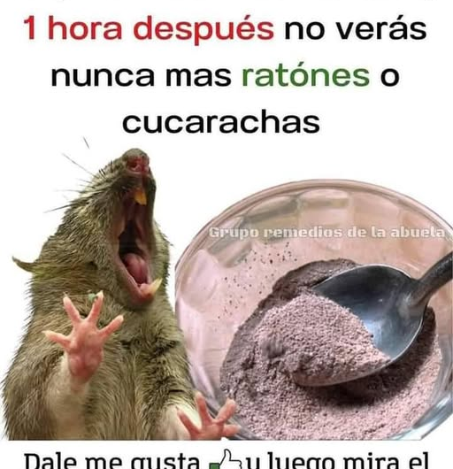 Elimina ratones y cucarachas con este remedio casero: el método sencillo que muchas personas usan en casa