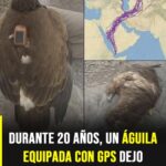 ¿Un águila voló durante 20 años? La explicación detrás del famoso relato viral