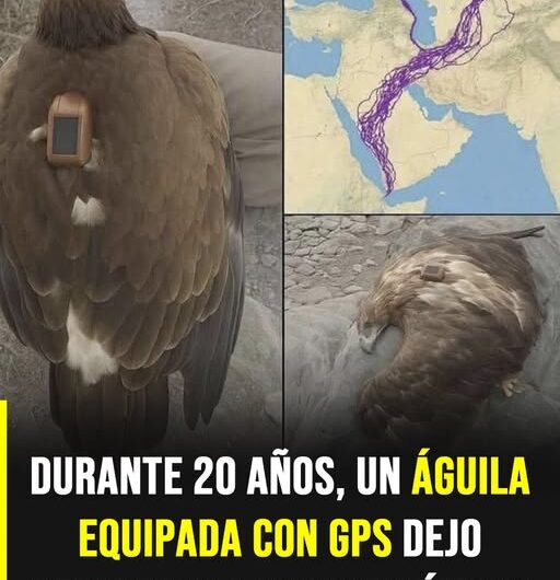 ¿Un águila voló durante 20 años? La explicación detrás del famoso relato viral