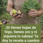Para qué se utilizan las hojas de higo y qué han descubierto los estudios