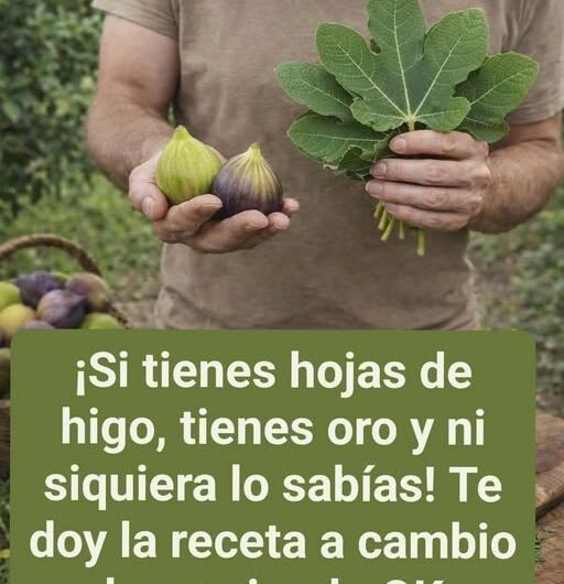 Para qué se utilizan las hojas de higo y qué han descubierto los estudios