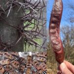 Por qué el algarrobo está despertando interés y cómo se utiliza tradicionalmente
