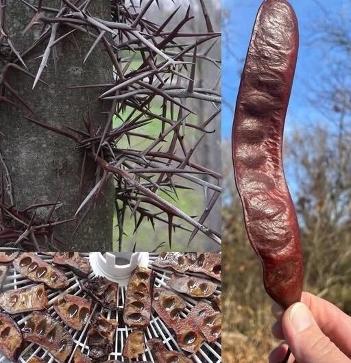 Por qué el algarrobo está despertando interés y cómo se utiliza tradicionalmente