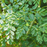 Moringa: la hoja nutritiva que muchos llaman poderosa, pero que debe usarse con cuidado