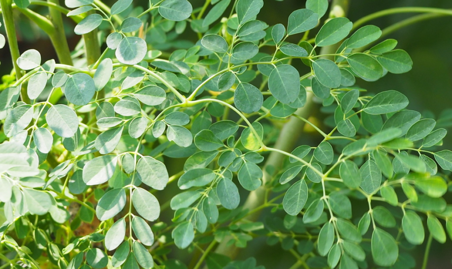 Moringa: la hoja nutritiva que muchos llaman poderosa, pero que debe usarse con cuidado