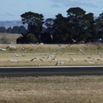 Por qué las aves se acercan a los aviones y cómo los aeropuertos evitan accidentes