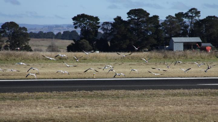 Por qué las aves se acercan a los aviones y cómo los aeropuertos evitan accidentes