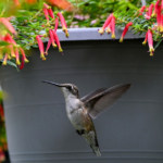 Qué significa que un colibrí llegue a tu casa y por qué puede aparecer en tu jardín