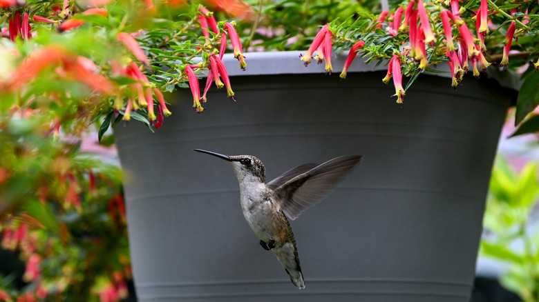 Qué significa que un colibrí llegue a tu casa y por qué puede aparecer en tu jardín