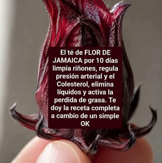La infusión de jamaica y sus propiedades: lo que explican especialistas e investigadores