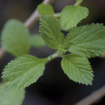 Plantas Medicinales y Cáncer: Qué Dice la Ciencia y Por Qué No Deben Usarse como Cura