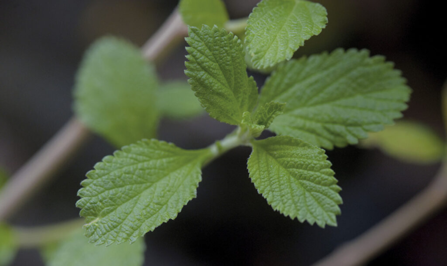 Plantas Medicinales y Cáncer: Qué Dice la Ciencia y Por Qué No Deben Usarse como Cura