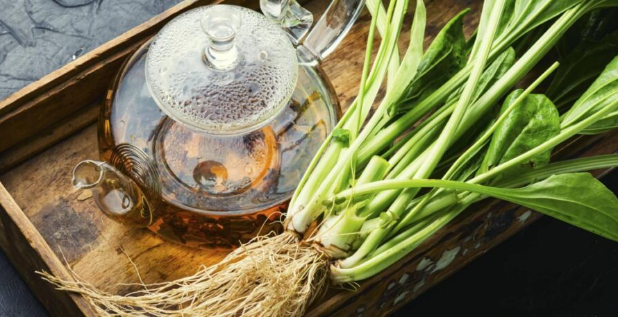 Llantén: La Planta Tradicional que la Ciencia Estudia por sus Posibles Beneficios