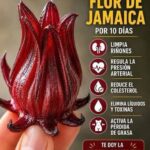 Flor de jamaica: beneficios reales, cómo prepararla y precauciones antes de tomarla