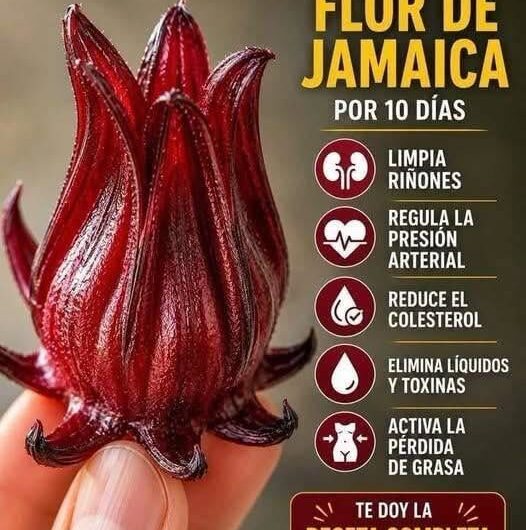 Flor de jamaica: beneficios reales, cómo prepararla y precauciones antes de tomarla