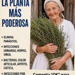 Hojas ancestrales para infusiones: usos tradicionales, beneficios posibles y cuidados importantes