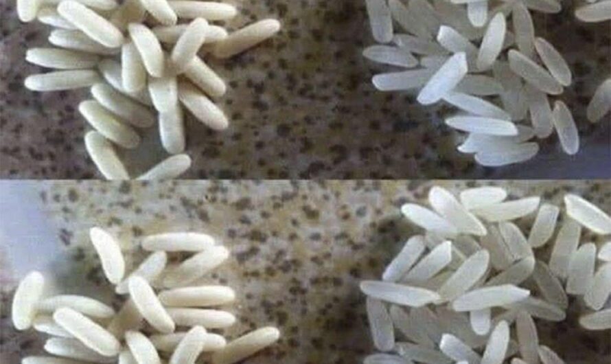 Cómo saber si el arroz es real o de mala calidad: mitos, señales y consejos seguros