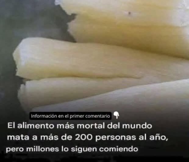 ¿La yuca puede ser tóxica? Riesgos reales y cómo cocinarla de forma segura