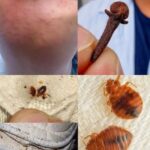 Ácaros en la cama y la ropa: qué funciona realmente para reducirlos y dormir mejor