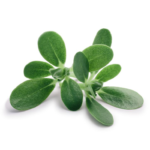 Verdolaga: la planta silvestre comestible que muchos arrancan sin conocer su valor