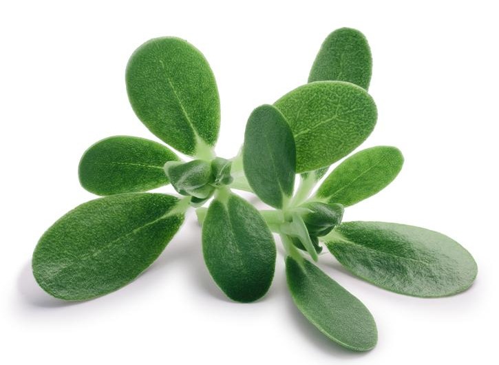 Verdolaga: la planta silvestre comestible que muchos arrancan sin conocer su valor