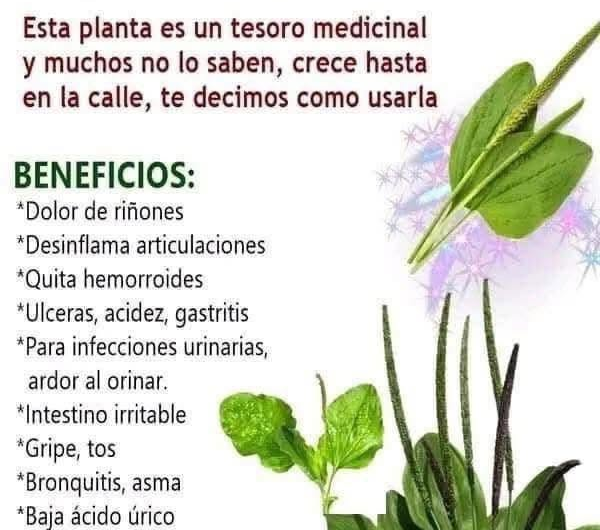 Llantén: beneficios reales, cómo consumirlo y precauciones antes de tomarlo