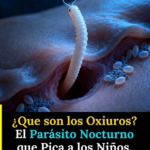 Oxiuro en niños: el parásito nocturno que causa picazón anal y cómo tratarlo