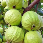 Té de hoja de guayaba: beneficios posibles, riesgos y quiénes deben evitarlo