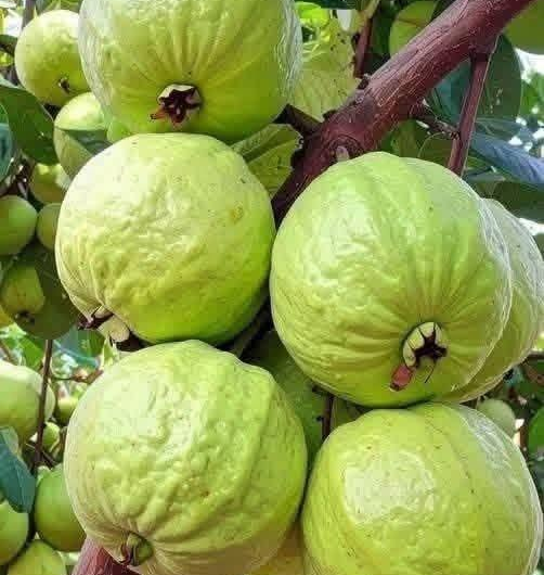 Té de hoja de guayaba: beneficios posibles, riesgos y quiénes deben evitarlo